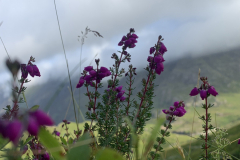 Flora